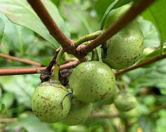 Camellia sinensis | Tea Plant | Green Tea Shrub | 5 Seeds