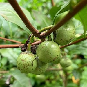 Camellia sinensis | Tea Plant | Green Tea Shrub | 15 Seeds