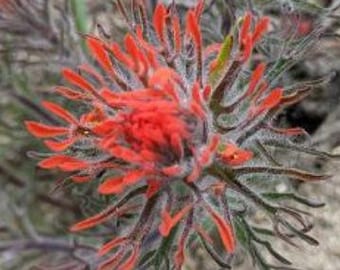 Castilleja covilleana | Covilles Indian Paintbrush | Rare | 10 Seeds