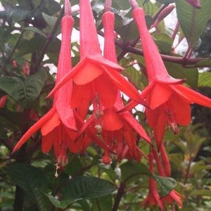 Fuchsia Fanfare | Fanfare Fuchsia | 10 Seeds
