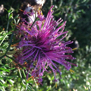 Isopogon formosus | Drumsticks |  Rose Coneflower | 10 Seeds