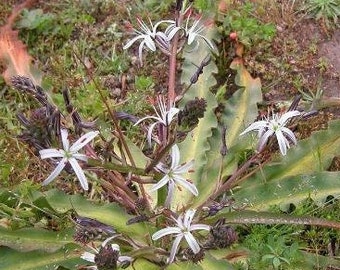 Chlorogalum pomeridianum | Wavyleaf Soap Plant | Amole Lily | 5 Seeds
