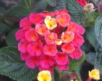 Lantana camara | Berry Blend | 10 Seeds