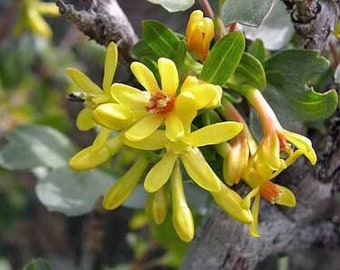 Ribes aureum | Buffalo, Clove, or Golden Currant | Pruterberry | 10 Seeds