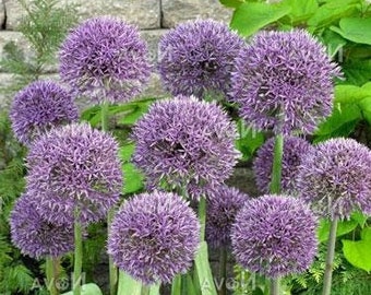 Allium jesdianum | Ornamental Onion or Allium |  Michael Hoog | 10 Seeds