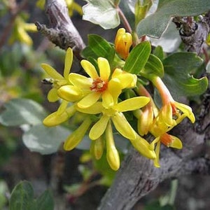 Ribes aureum | Golden Currant | 10 Seeds