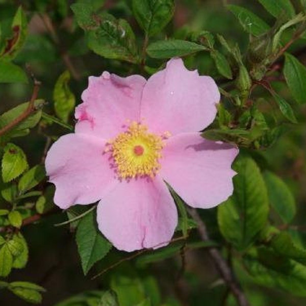 Rosa palustris | Wild Rose |  Swamp Rose |  Willow-Leaved Hudson Rose | 10 Seeds