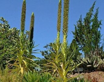 RARE 6 Graines De Viorne Parfum&eacute;e(Viburnum Ichangense)G281 SEEDS SAMEN