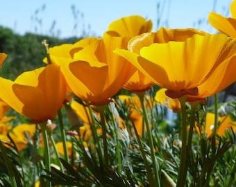 Eschscholzia californica | Californa Poppy | Cup of Gold | 200 Seeds