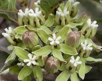 Asclepias oenotheroides | Zizotes Milkweed |  Longhorn Milkweed | 5 Seeds