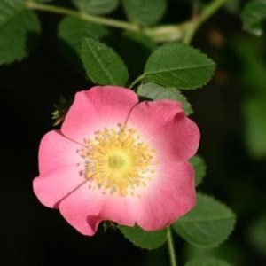 Rosa eglantaria | Sweetbriar Rose | Eglantine Rose | 100 Seeds