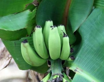 Musa acuminata | Dwarf Banana | Cavendish | 10 Seeds