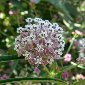 Asclepias fascicularis | Narrow-Leaf Milkweed | 25 Seeds