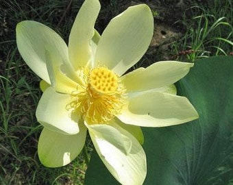 Nelumbo nucifera | American or Yellow lotus | Water-Chinquapin | Volée | 5 Seeds