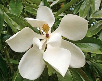 Magnolia grandiflora | Southern or Large-Flowered Magnolia | Bull Bay | 40 Seeds