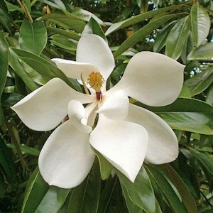 Magnolia grandiflora | Southern or Large-Flowered Magnolia | Bull Bay | 40 Seeds