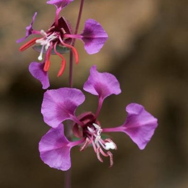 Clarkia unguiculata | Elegant Clarkia | Passion of Purple | 1000 Seeds