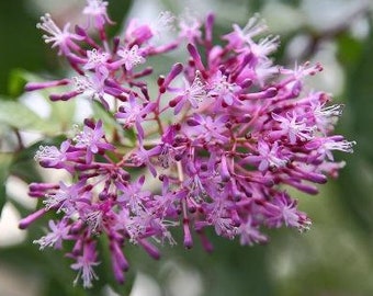 Fuchsia arborescens | Tree Fuchsia | 20 Seeds