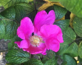 Rosa rugosa var. rubra | Beach or Japanese Rose | Letchberry | 10 Seeds