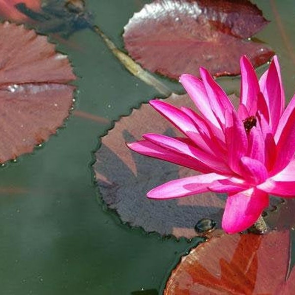 Nymphaea rubra | Red Cup | Red Flare | 10 Seeds