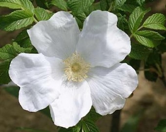 Rosa rugosa var. alba | Rugosa Rose | 10 Seeds