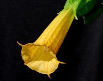 Brugmansia sanguinea (Yellow form) | 5 Seeds