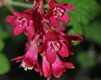 Ribes sanguineum | Red Currant | Red Flowering Currant | 10 Seeds