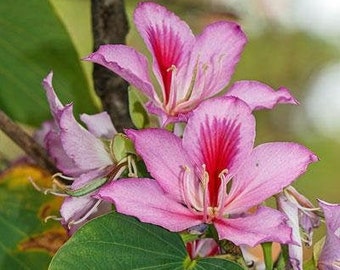 Bauhinia variegata | Camels Foot | Variegated Orchid Tree | 5 Seeds