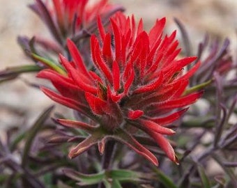 Castilleja scabrida | Rough Indian Paintbrush | 10 Seeds