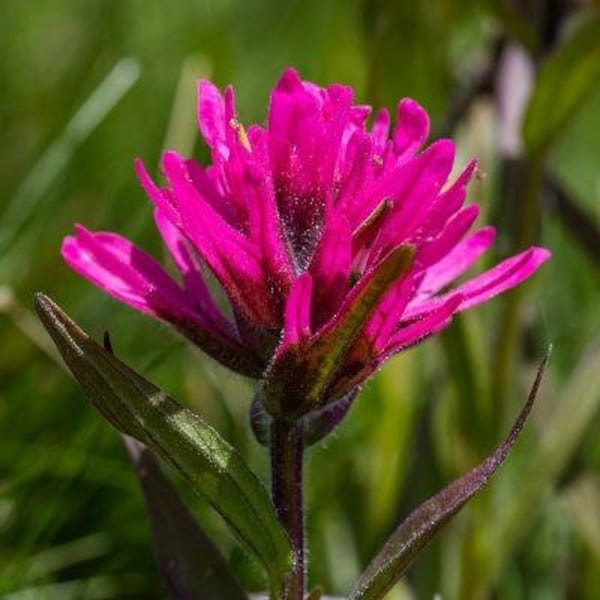 Castilleja rhexifolia | Alpine Paintbrush | Pink Paintbrush | 10 Seeds