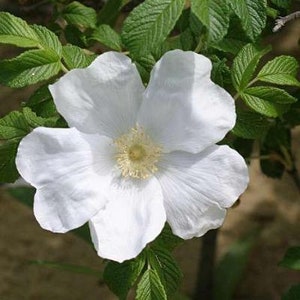 Rosa rugosa var. alba | Rugosa Rose | 25 Seeds