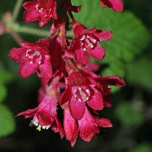Ribes sanguineum | Red Currant | Red Flowering Currant | 10 Seeds