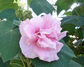 Cotton Rosemallow Etsy Cotton Rosemallow Etsy