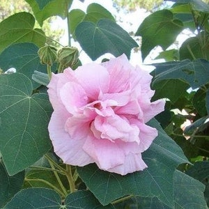 Hibiscus mutabilis Double Cotton Rose 100 Seeds image 2