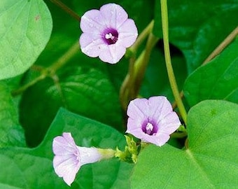 Ipomoea triloba | Little Bell or Aiea Morning Glory | 10 Seeds
