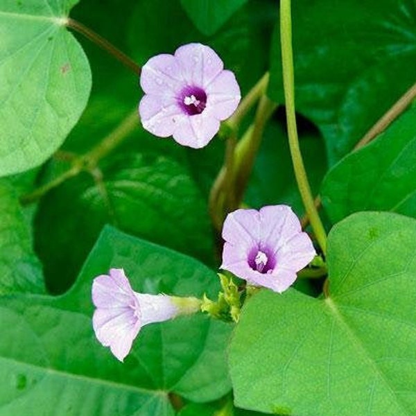 Ipomoea triloba | Little Bell or Aiea Morning Glory | 10 Seeds