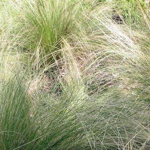 Nassella tenuissima | Mexican Feather Grass | 20 Seeds