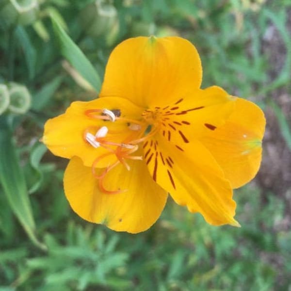 Alstromeria aurea | Sussex Gold | Yellow Parrot Lily | 10 Seeds