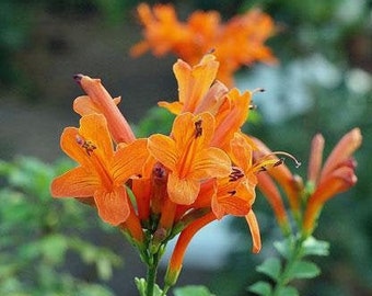 Tecoma capensis | Cape Honeysuckle | Cape Trumpet-Flower | 10 Seeds