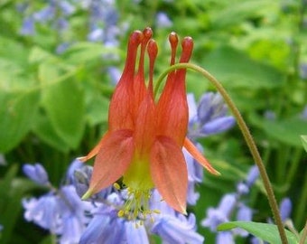 Aquilegia canadensis | Canadian or Wild Columbine | 50 Seeds