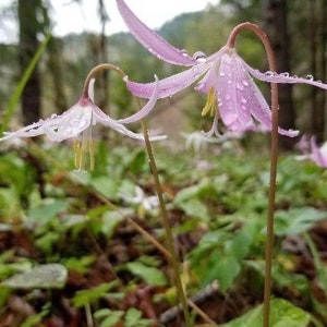 Erythronium revolutum | Mahogany Coast and Pink Fawn Lily | 10 Seeds