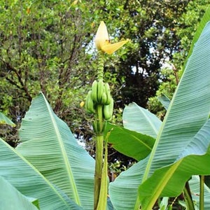 Musa thomsonii | Thomsons Banana | 20 Seeds