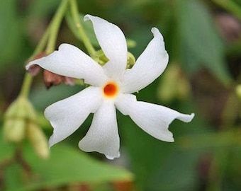 Nyctanthes arbor-tristis | Parijat | Night Flowering Jasmine | Shiuli | 10 Seeds