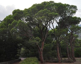 Pinus pinea | Italian Stone, Umbrella or Parasol Pine | 10 Seeds