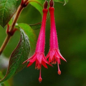 Fuchsia mathewsii | Ladys Eardrops | 10 Seeds