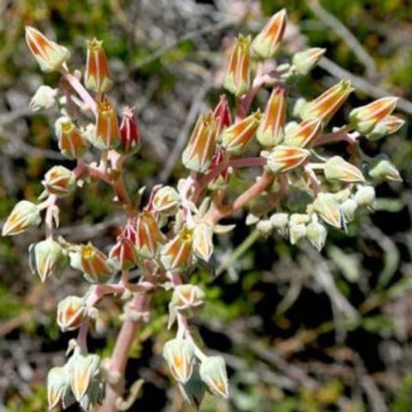 Dudleya lanceolata | Lanceleaf Liveforever | Southern California Dudleya | 20 Seeds