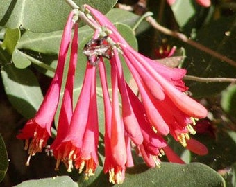 Lonicera sempervirens | Rose Honeysuckle | 10 Seeds