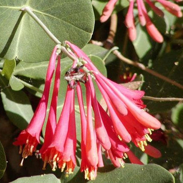 Lonicera sempervirens | Rose Honeysuckle | 10 Seeds