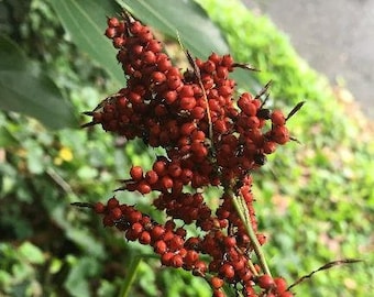 Carex baccans | Crimson-Seeded Sedge | 20 Seeds