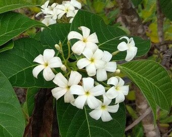 Holarrhena pubescens | Indrajao | Kutaj | Koodsaloo | 20 Seeds